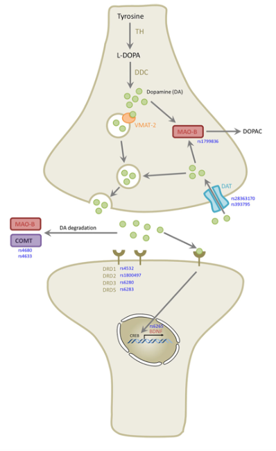 Diagram of a cell division

Description automatically generated with medium confidence